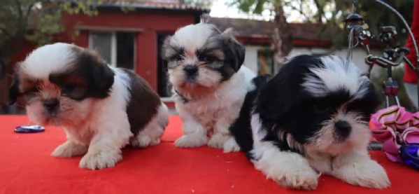Regalo cuccioli Shih Tzu | Foto 2