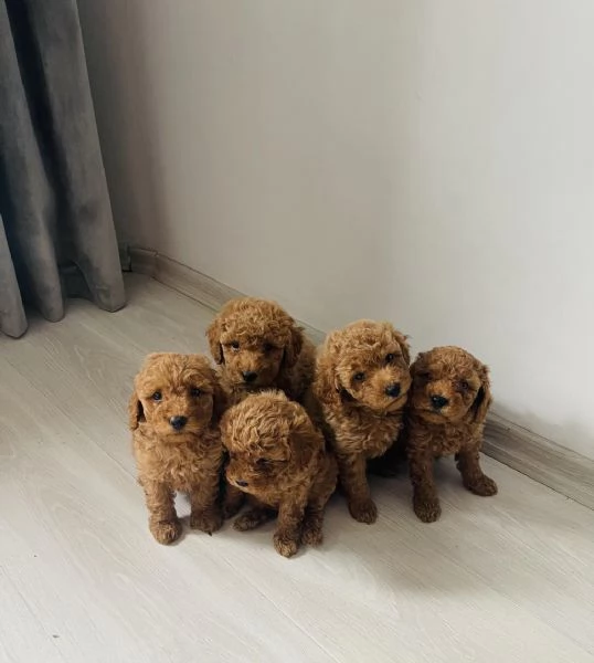 Regala cuccioli di barboncino | Foto 3