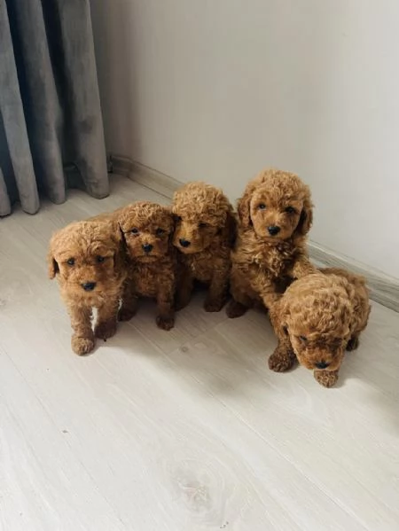 Regala cuccioli di barboncino | Foto 1