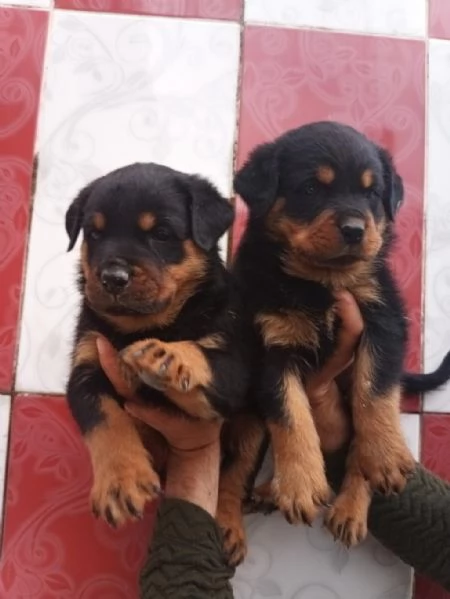 Regala cuccioli di Rottweiler | Foto 2