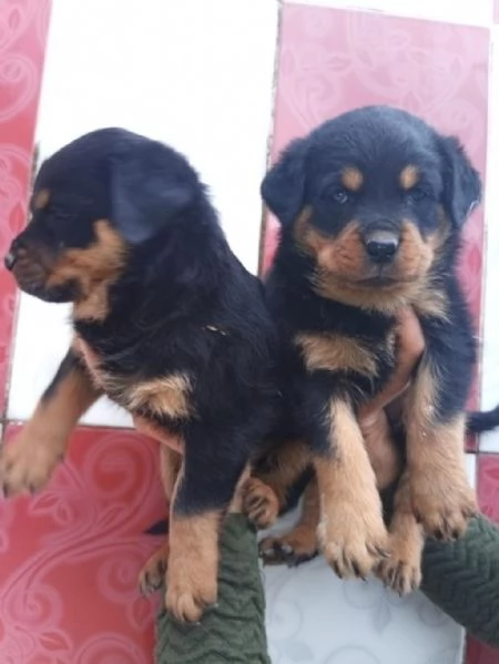 Regala cuccioli di Rottweiler | Foto 1