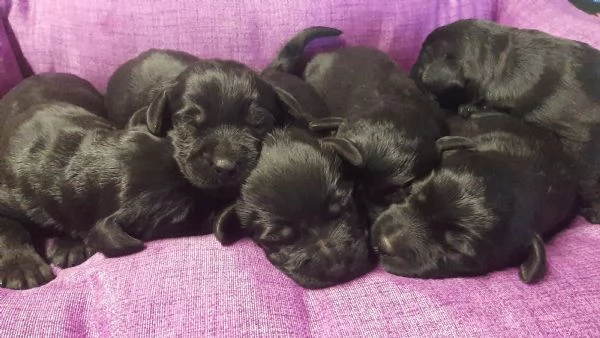 Cuccioli di Schnauzer medio nero | Foto 0