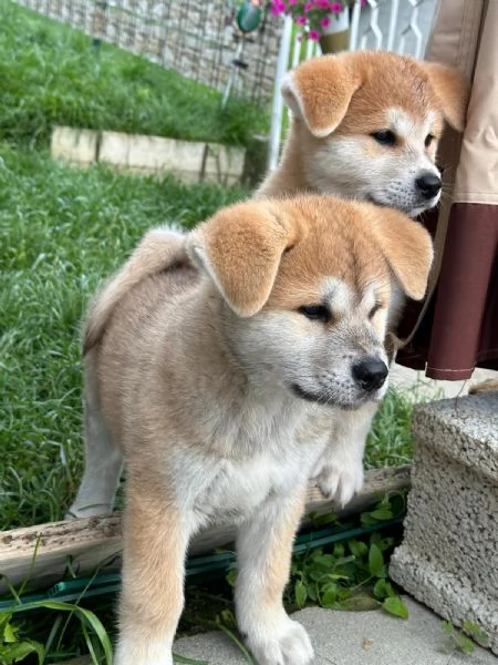 Cuccioli di Akita Inu  | Foto 2