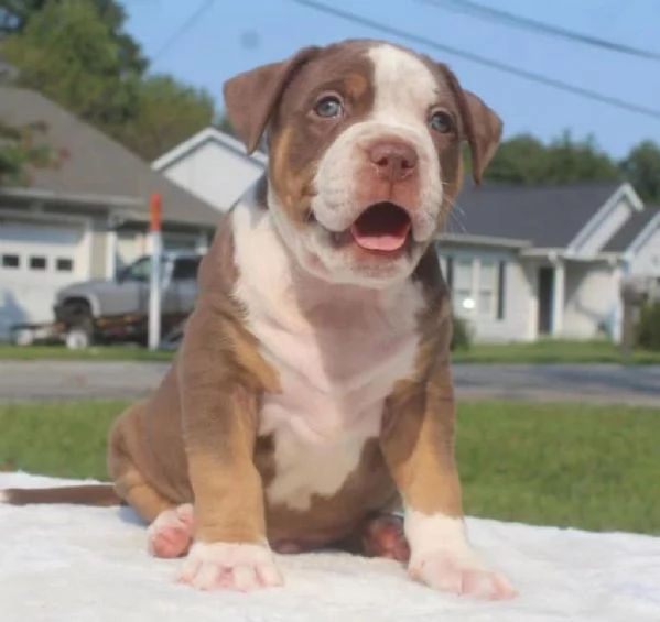  Meravigliosi cuccioli di Pitbull in adozione