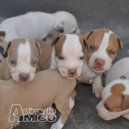 Cuccioli Di Pitbull In Vendita