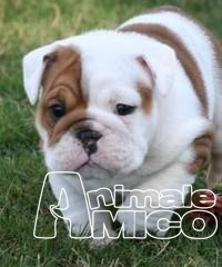 Pagina 852 Regalo Cachorro De Bobtail 2018