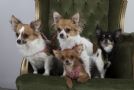 CHIHUAHUA A PELO LUNGO PER ACCOPPIAMENTO