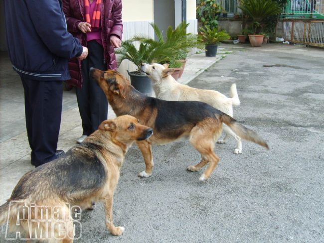 Da vermi per tutta la famiglia del prezzo