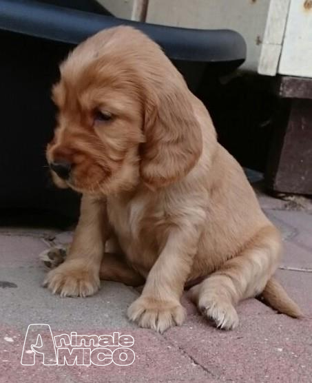 Cuccioli Cocker In Regalo Padova Offerta Cartafreccia Senior