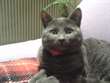 Smarrito Cesare Gatto Tutto Grigio Tipo Certosino