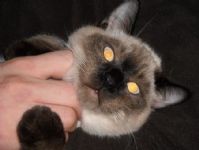 cuccioli thai maschi  