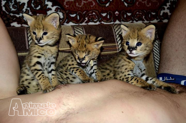Firenze Regalo Gattini Codice Sconto Amazon Salute E Cura Della Persona