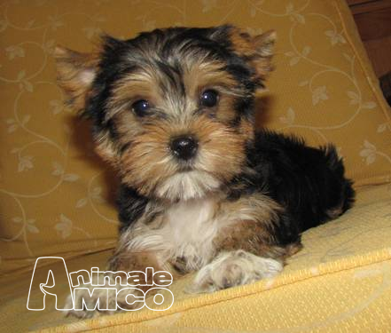 yorkie puppies illinois regalo da privato a aq gattiin regalo teacup yorkie puppy 05 06 2015 yorkie puppies illinois regalo da privato a aq gattiin regalo teacup yorkie puppy 05 06 2015