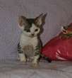 devon rex gattini