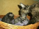 devon rex cucciola disponibile