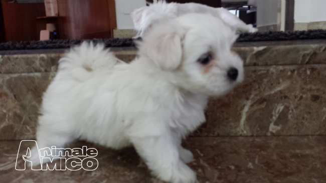 Cuccioli Maltese Toy In Regalo Toscana Cosa Regalare A Chi Ama Viaggiare