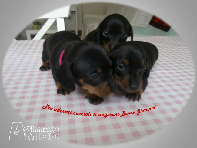 Cerco Cucciolo In Regalo Taglia Piccola Foggia Regalo Di Benvenuto