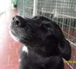 milady: giovane cagnolina timidina