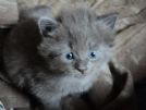 gattini maschi siberiani