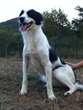 odessa - simil border collie affettuosa e simpatica