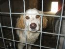 CIAPPY - CAGNOLINO CHE HA SOFFERTO LA FAME.... 