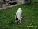 mello il cucciolotto bello cerca casa