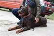 Dobermann Marrone Focato