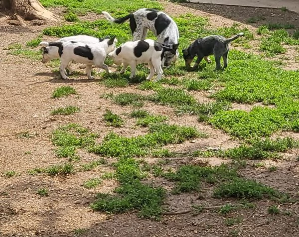 magnifici  cagnolini australian cattle dog 