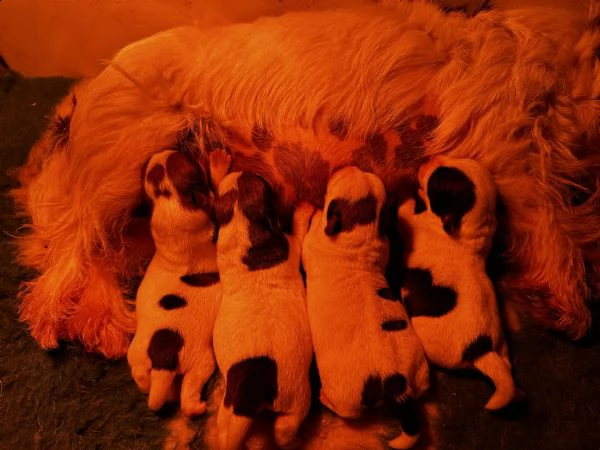 cuccioli di jack russell selezionati | Foto 3
