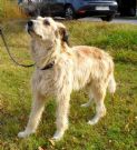 urgente!!! nebbia mix pastore bergamasco in canile da sempre