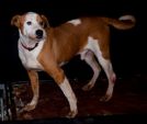 poldino mix pitbull 2 anni è guarito ed è pronto per l'adozione