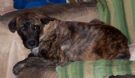 marcella 1 anno, dolcissima meticetta tigrata in cerca d'amore