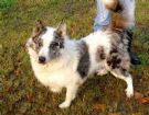 tobias lupetto con un occhio azzurro, 5 anni, sta crescendo in canile!