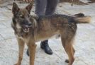 baloo, dolce lupetto...frugava tra i rifiuti per mangiare