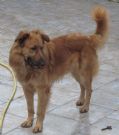 zeus, 2 anni, tradito dall'uomo...la tristezza negli occhi!