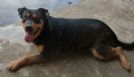 alice, rottweiler 2 anni...vittima di colpe che non ha!!!!