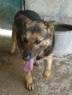 guendalina, 2 anni, pastorella nanerottola in cerca di casa