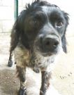 salsicciotto, mix setter 2 anni...è un pò in sovrappeso!!!