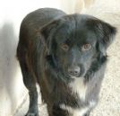 nerone, 2 anni e mezzo, tg mediocontenuta...ha tanto bisogno di affetto