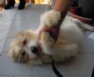 CHICCO, 3 anni, 12 kg...da 2 anni aspetta adozione...perchè