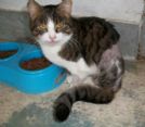 piuma, 2 anni, gattina tripode sfortunata..cerca casa