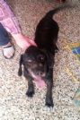 jolly, tg mediocontenuta, sta per tornare in canile!!!!!!!!