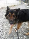 zeus, splendido pastore tedesco 11 anni, tutti passati in canile!!