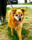 ettore nonnino di 11 anni, 6-7 kg...un vecchietto speciale cerca casa!