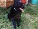 urgente!! orso, 4 anni...un gigante buono in cerca di famiglia.