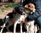 mila e milo cagnolini 10 kg....un amore senza fine!!!!!