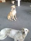 bianca e benny 3 anni, vivono in un auto...stallo o adozione