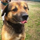 nerino, cagnolino anziano e triste ora è rimasto solo. adozione d'amore!!!!