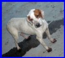 hunter, 2 anni, bellissimo pointerino cerca casa!!!