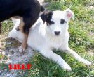 lilly e maggy 4 mesi...ulrime di 5 fratellini abbandonati!!